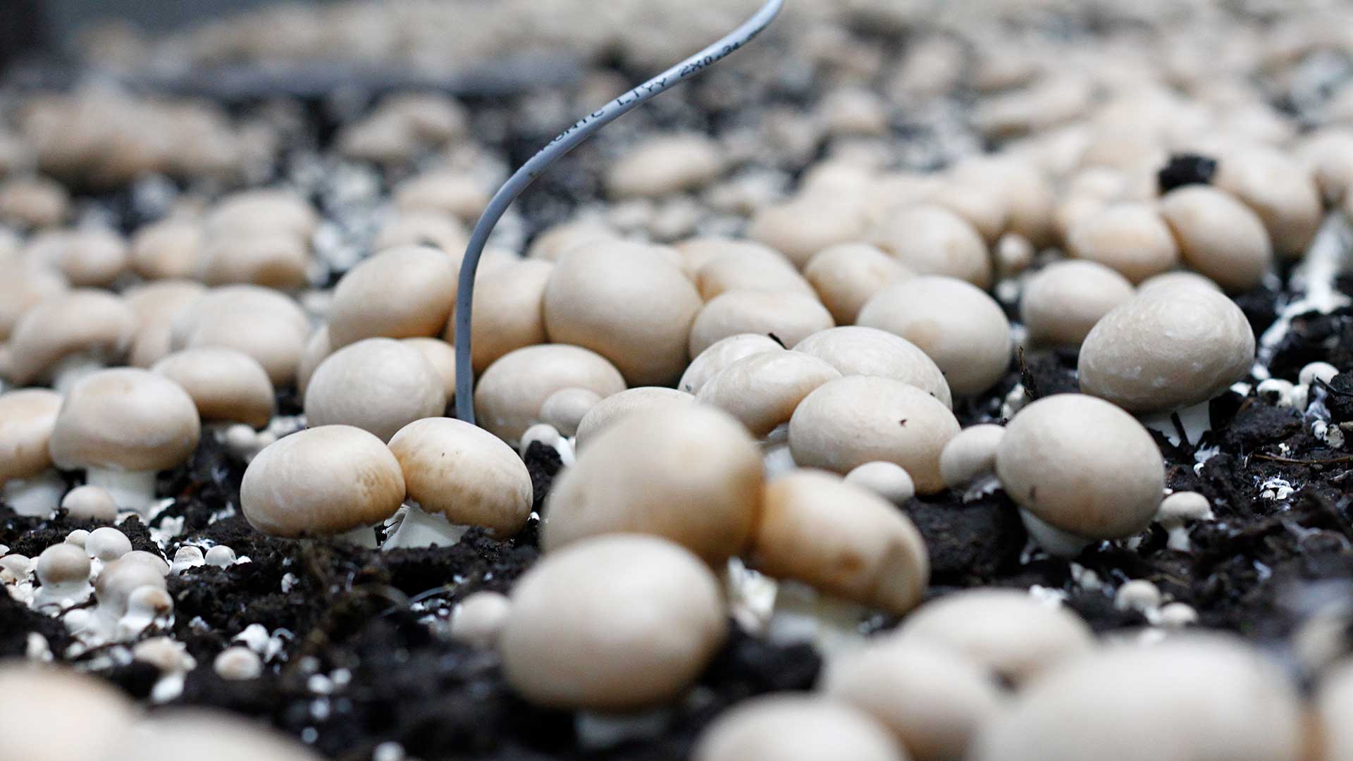 Holzinger-Champignons-Braune-Champignons-3328-006