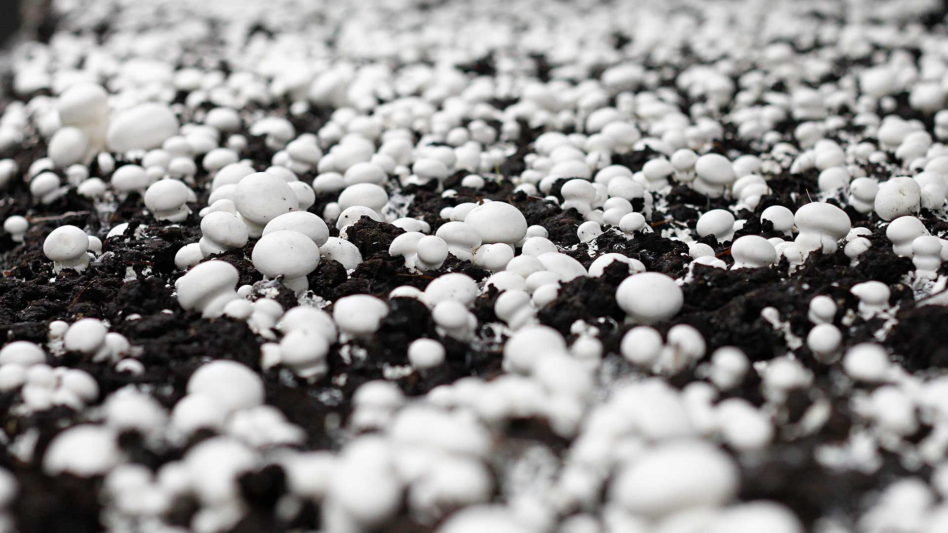 Holzinger-Champignons-Weisse-Champignons-3501-009